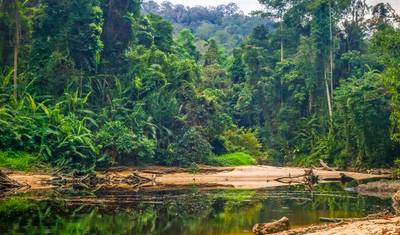 رحلة Wild Taman Negara Express - 3 أيام — 3