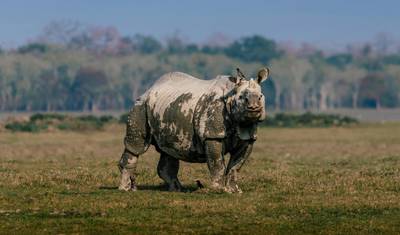 7-Day Northeast India Explorer: Shillong, Kaziranga & Guwahati — 2