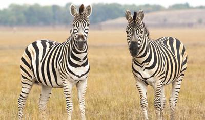 Kruger & Cape Town Discovery - 10 days — 4