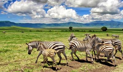 Family Safari Explorers 3 Days — 4