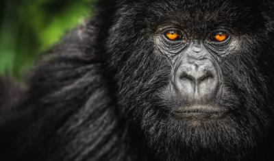 4 Days Chimps & Gorilla Trekking Experience — 2