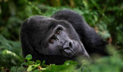 4 Days Chimps & Gorilla Trekking Experience — 5