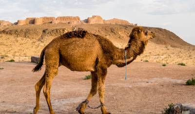 Tour de Têxteis e Arte no Uzbequistão e Quirguistão — 3