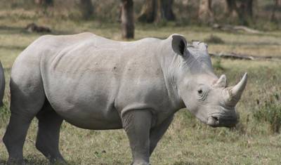 10-dniowa Przygoda Safari: Najlepsze z Kenii i Tanzanii — 5