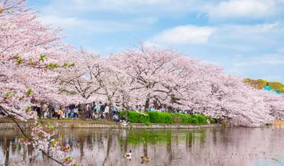 Excursão de 9 Dias: O Melhor das Cerejeiras em Flor no Japão 2026 | Experiência Sakura em Pequeno Grupo — 2