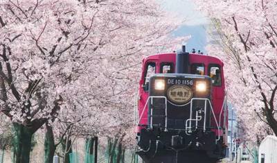 Excursão de 9 Dias: O Melhor das Cerejeiras em Flor no Japão 2026 | Experiência Sakura em Pequeno Grupo — 5