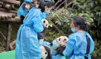 Odisseia de Pandas Chineses em Sichuan e Chongqing (Tour Familiar Privado) — 2