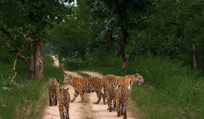 O Rugido da Selva: Expedição aos Tigres do Norte e Centro da Índia — 4