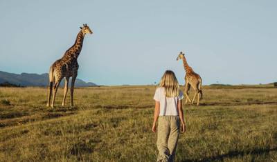 Safari e Tour de Vinhos de 3 Dias – Cidade do Cabo — 2