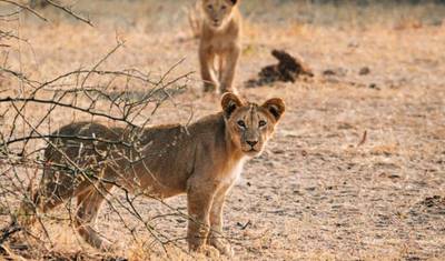 3-dniowa przygoda safari w Chobe – rejsy łodzią i przejażdżki safari — 3