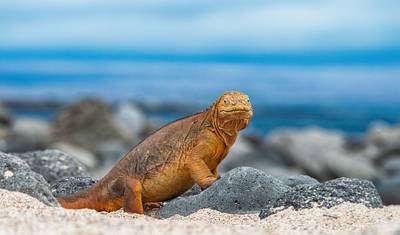 Peru and Ecuador - from Machu Picchu to the Galápagos Islands — 4