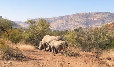3-Day Pilanesberg Camping & Big Five Adventure — 2