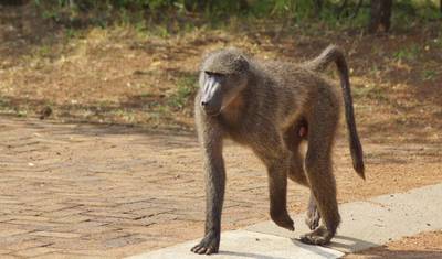 3-Day Pilanesberg Camping & Big Five Adventure — 3