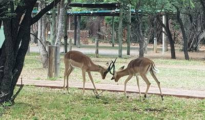 3-Day Pilanesberg Camping & Big Five Adventure — 4