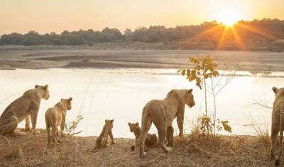 3-Day Pilanesberg Camping & Big Five Adventure — 5