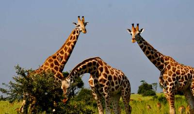 10 Day Highlight of Uganda wildlife and its Nature. — 2