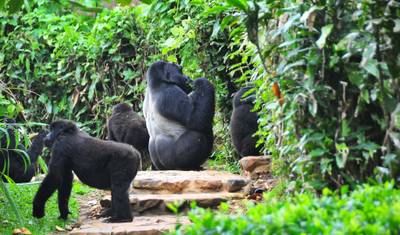10 Day Highlight of Uganda wildlife and its Nature. — 3