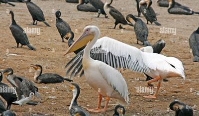 10 Day Highlight of Uganda wildlife and its Nature. — 4