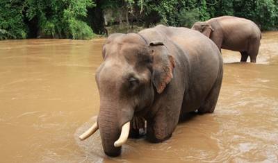 Journeys Of Trekking To Hilltribes Village Of Northern Thailand (9 Days / 8 Nights) — 5