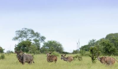 4-Day Adventure – Sabi Sands Safari Lodge Escape — 3