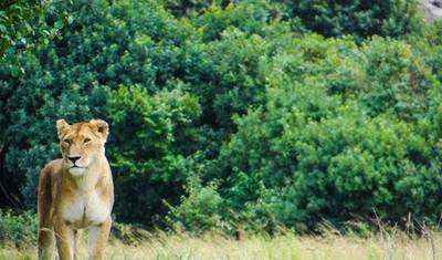 Super Kenyan Safari 8D/7N (Masai Mara, Lake Nakuru, Sweetwaters & Samburu) — 2