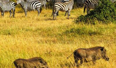 Super Kenyan Safari 8D/7N (Masai Mara, Lake Nakuru, Sweetwaters & Samburu) — 4