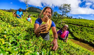 3 Nights & 4 Days Sri Lanka — 4