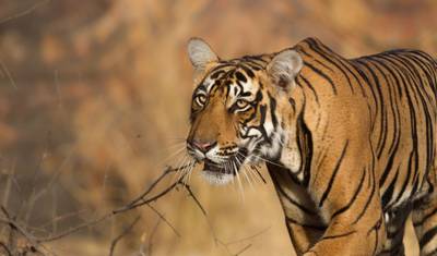 Luxury Golden Triangle Tour with Ranthambore and Varanasi with 5 Star Hotel — 2