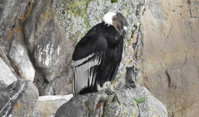 Quito to Antisana: Andean Highlands Private Tour — 2