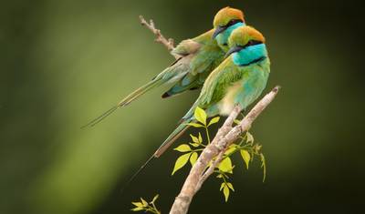 4 Days Tour from Colombo Airport / Sri Lanka — 2
