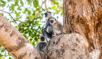 4 Days Tour from Colombo Airport / Sri Lanka — 3