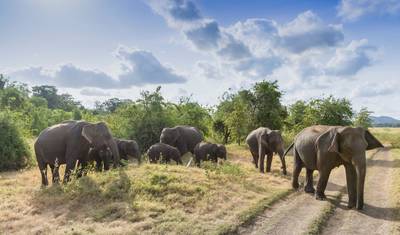 Sri Lanka Highlights Odyssey — 3
