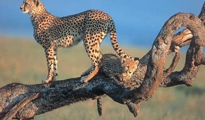 5 Day Masai Mara Budget Tented Camping Safari from Nairobi — 3