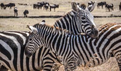 5 Day Masai Mara Budget Tented Camping Safari from Nairobi — 4