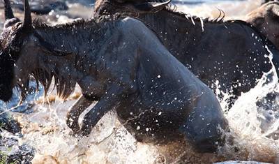 5 Day Masai Mara Budget Tented Camping Safari from Nairobi — 5