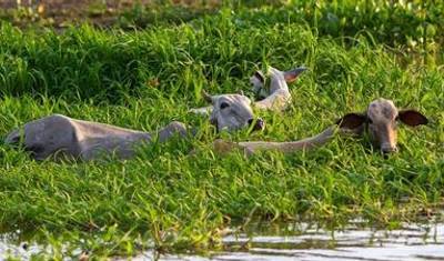 Gentle Amazon & the Tapajós River - An Enchanting and Intimate Cruise to the Most Beautiful Beaches of the Amazon (port-to-port cruise) — 2