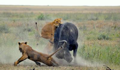 10 dni safari po Serengeti i Masai Mara, Jeziorze Nakuru i Ngorongoro — 4