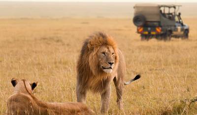10 dni safari po Serengeti i Masai Mara, Jeziorze Nakuru i Ngorongoro — 2