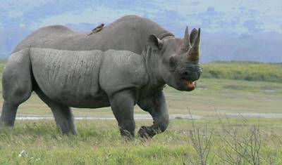 10 dni safari po Serengeti i Masai Mara, Jeziorze Nakuru i Ngorongoro — 5