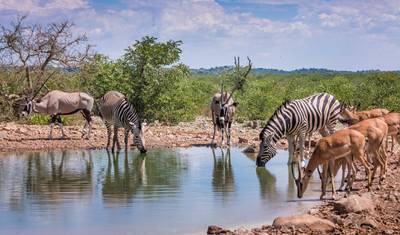 Namíbia e Botsuana Revelados (de Windhoek ao Parque Nacional Chobe) — 5