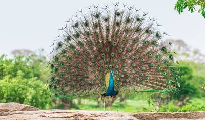 India Golden Triangle Tour with Splendid Srilanka — 2
