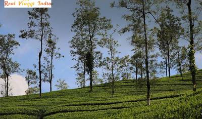 Experiência Premium em Kerala: Passeio pelos Canais e Vida Selvagem — 2
