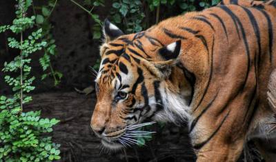 De Delhi: Triângulo Dourado Privado com Safari de Vida Selvagem em Ranthambore Luxo 4 Estrelas — 3