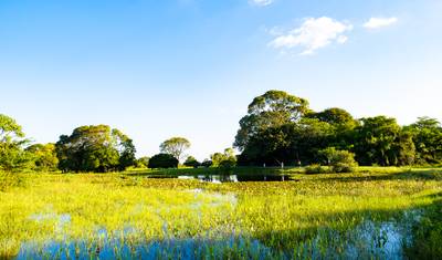 8-Day Luxury Amazon, Cerrado and Northern Pantanal — 5