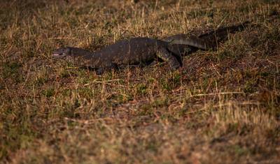 Flores Frontier: Jungles, Villages & Komodo Quests — 4