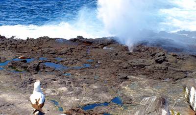 Andes to Galápagos Southern Wildlife Immersion Cruise (B) — 5