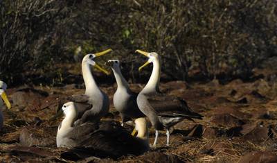 Andes to Galápagos Southern Wildlife Immersion Cruise (B) — 4