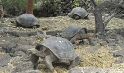 Andes to Galápagos Southern Wildlife Immersion Cruise (B) — 3