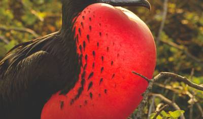 Andes to Galapagos North–South Horizons Explorer Cruise (C1) — 5