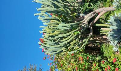 Island of Eternal Spring: Madeira — 3